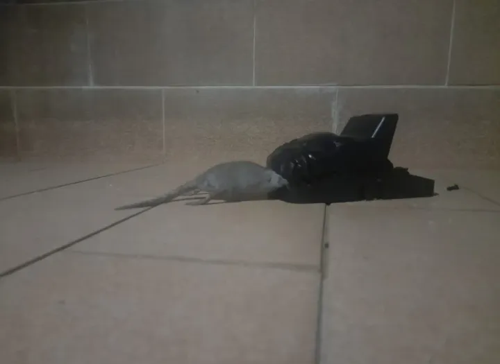JS%20Heavy%20Duty%20Reusable%20Plastic%20Mouse%20Trap%20Catcher%20%E2%80%93%20Humane%20No%20Poison%20Rat%20&%20Mouse%20Snap%20Trap%20%7C%20Easy%20Set,%20Strong%20Spring,%20High%20Sensitivity%20Rodent%20Catcher%20for%20Home%20Kitchen%20Office%20Garage%20Pest%20Control%20-%20Image%202