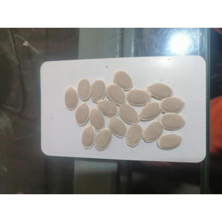 Kali Tori Seeds, کالی توری کے بیج