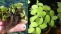 Water Spangles / Salvinia Minima - Easy-Care lowtec Aquatic Plants for Aquariums, Natural Filtration, Oxygenation, Water Quality Improver. 
