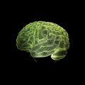 Human Brain Cerebellum Model 3D Night Lights 7 Colors Lamp C. 