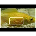 Aquarium Fish Care  Best Medicine For All Fish Disease. 
