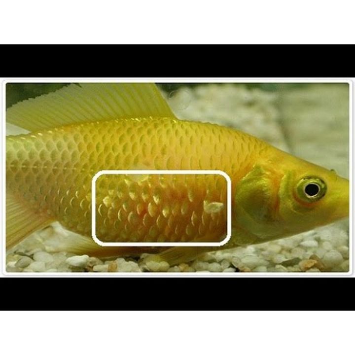 Aquarium Fish Care  Best Medicine For All Fish Disease