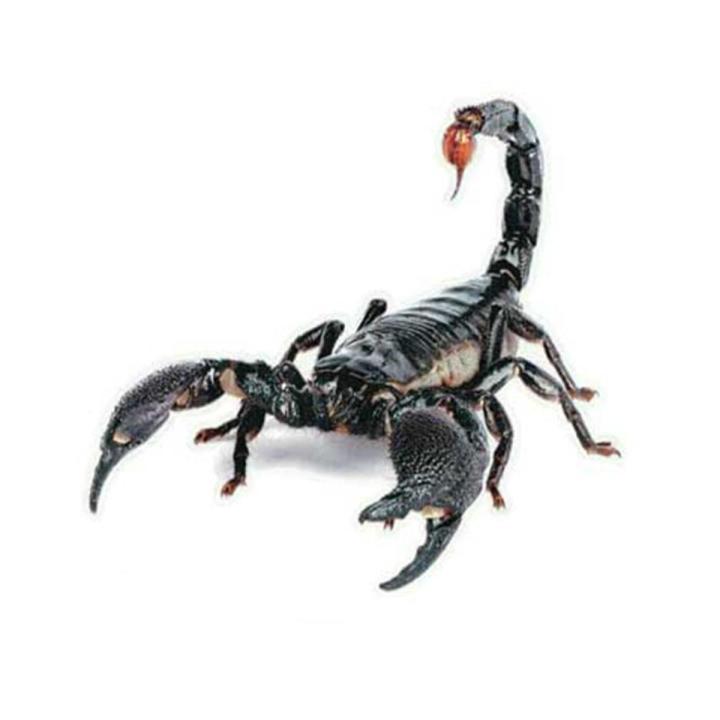 【Universal Car Parts Store】PVC Sticker Lizard Scorpion Car Body Window Sticker Decal Car