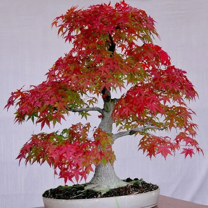American%20Red%20Maple%20Seeds%20-%20Image%202