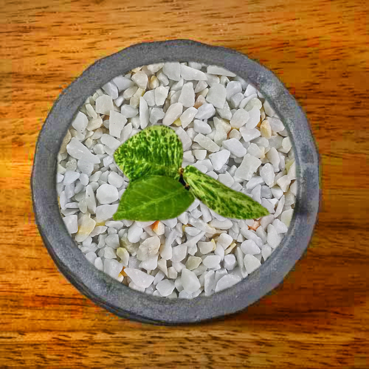 1KG%20White%20Stone%20Pebbles%20for%20Decorative%20Hydroponic%20Gardening%20Pots%20and%20Bouquet%20-%20Image%203