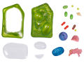 4D Vision Plant Cell Anatomy Model Learning Educational. 