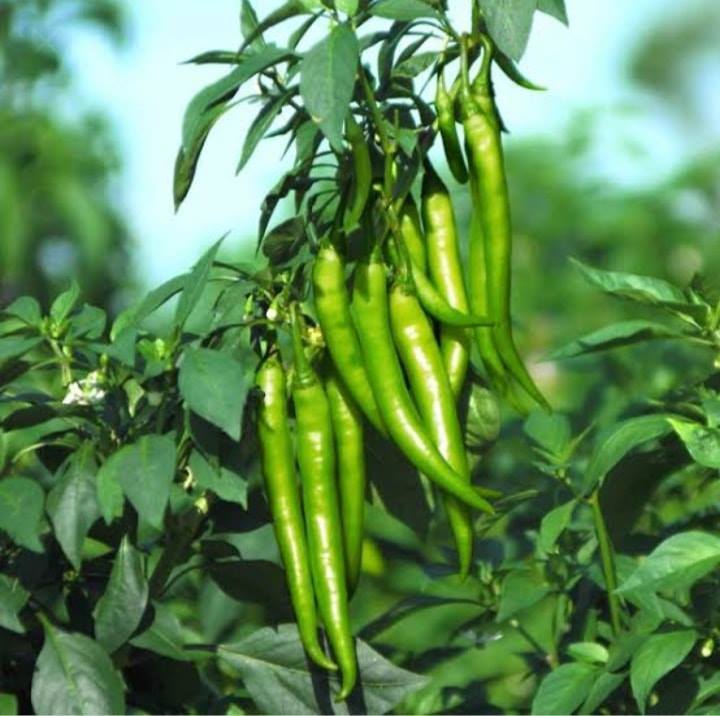 50%20seeds%20of%20Green%20Chili%20-%20Kitchen%20Gardening%20-%20Vegetable%20Seeds%20-%20Image%205
