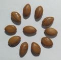 Amaltas Seeds / Cassia Fistula / Golden Shower Tree Seeds. 