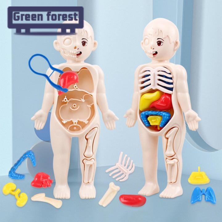 Hands-on Anatomy Learning Kit Interactive Human Body Model Kit Educational Diy Toy with 11 Analysis Cards Ideal for Students Accessories Included Diy Human Organ Model