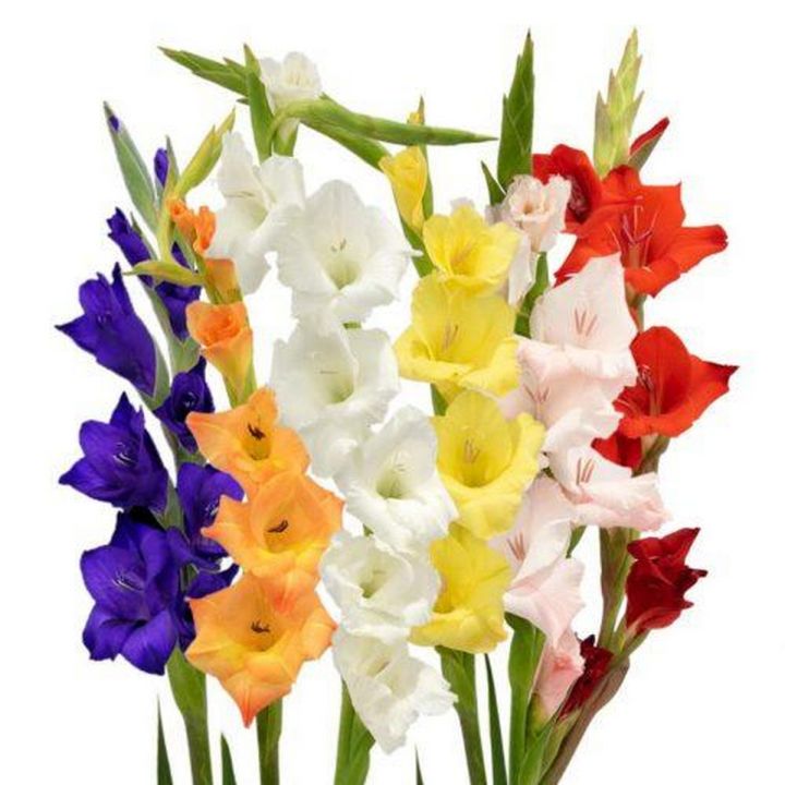 Gladiolus Flower bulbs 10 fresh bulb
