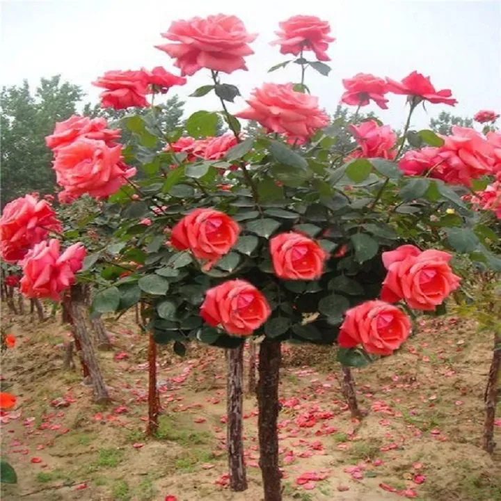 Red Roses Like Flower Tree Light Red Rose Flower Tree Seeds | Daraz.pk