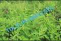 VANA TULSI as WILD TULSI Seeds From HIMALAYAS Lucky MEDICATION Plant With ANTI AGING WEIGHT LOSS HEALTHY HAIR ACNE SKIN PORES REDUCE URIC ACID CLEANSE KIDNEYS RELAX FROM STRESS REDUCE CHOLISTROL ULCERS MOUTH INFECTION INCREASE POSITIVE ENERGY BAD BREATH. 