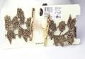 Lovisa Lace Black Golden Choker For Women, Girl, Her. 