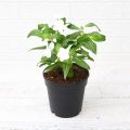 Vinca Plant Sadabahar Plant. 