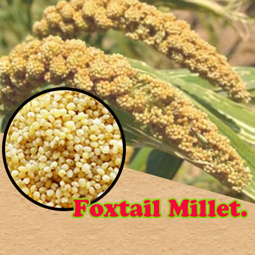 Un Hulled Foxtail Millet for Weight Loss, Diabetes Being Fit