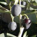Olive Kalamata Fruit Tree Seeds. 