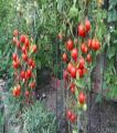 Vegetable Seeds (Pack Of 10) Best Quality. 