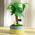 High Quality Bonsai Seeds (2pcs/bag) Pachira Tree Seeds for Sale Pachira Dwarf Money Tree Plant Seeds Lucky Plant Pachira Aquatica Tree Seeds for Planting Indoor Ornamental Plants Air Plants Real Live Plants for Sale Easy Planting Home Garden Decoration. 