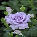 Light Purple Rose Flower Seeds. 
