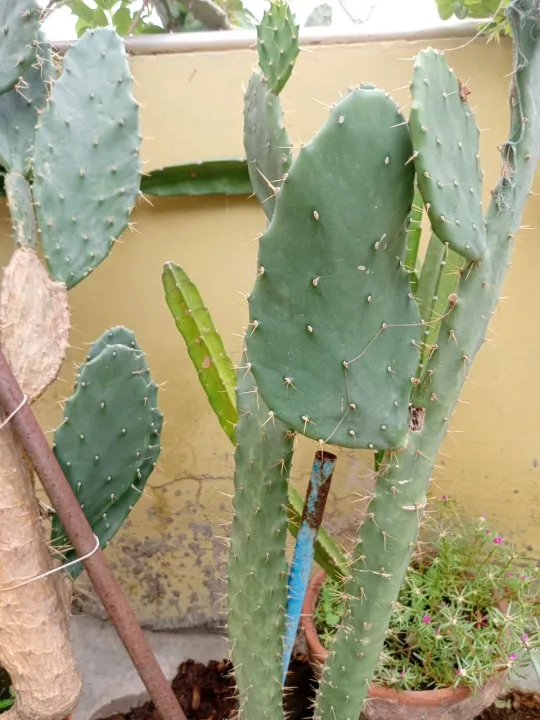 cactus%20and%20succulents%20real%20plants%20live%20plants%20home%20gardening%20rooftop%20garden%20-%20Image%203