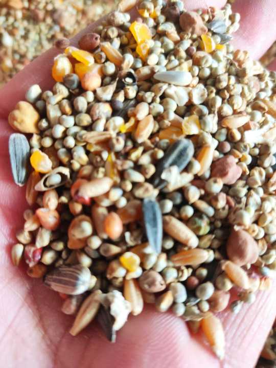Mixed Feed Kabooter Dana (Pigeons, Hens, Peacock ) (1 Kg)