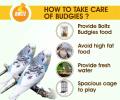 BOLTZ Bird Food for Budgies - Mix Seeds 1KG (Budgies Food 1KG). 