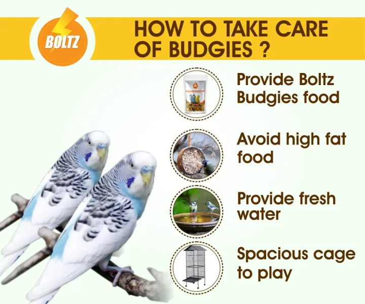 BOLTZ%20Bird%20Food%20for%20Budgies%20-%20Mix%20Seeds%201KG%20(Budgies%20Food%201KG)%20-%20Image%205