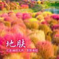 Broom Red Earth Skin Garden Grass Garden   Green Grass Lawn Garden Flower Garden   Garden Ornamental Red Ground Planting. 