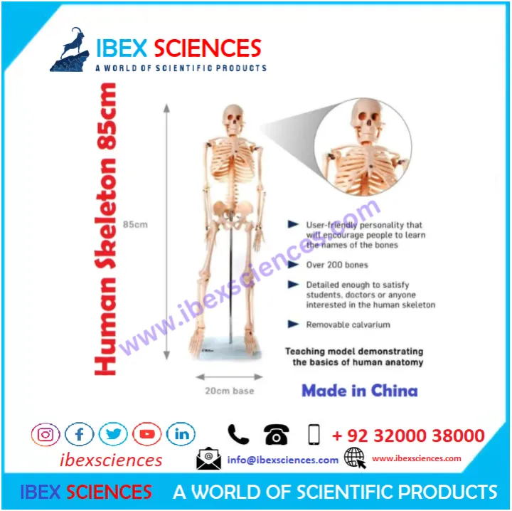 IBEX%20SCIENCES%20Skeleton%20Model%2085cm%20/%202.8ft%20%7C%20Complete%20bones%20skeleton%20%7C%20Teaching%20Model%20%7C%20PVC%20-%20Image%202