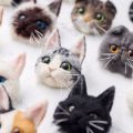 Ready Stock YOMICO Wool Felt Brooch Poke Cat Free Tool+Video Tutorial DIY Hand-Made Couple Gifts Wear Matching Charm Garfield Fold-Ear Short-. 