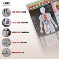 Human Heart and The Blood Circulation System Wall Chart | HD picture Presentation on 200 grams Laminated card 23*36 inches. 