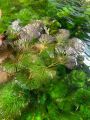 Fishy Matters Cabomba Live Aquatic Fast Growing Low Tech Plant for Aquarium Fish Tank - 5 Stems. 
