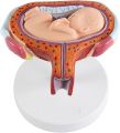 Fetus Development Model,Models Of Stages Of Pregnancy And Embryonic Development Pregnancy Fetus Model Teaching Equipment Set Of 8 Models. 