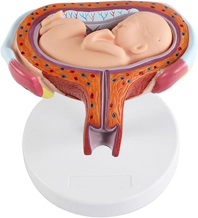 Fetus%20Development%20Model,Models%20Of%20Stages%20Of%20Pregnancy%20And%20Embryonic%20Development%20Pregnancy%20Fetus%20Model%20Teaching%20Equipment%20Set%20Of%208%20Models%20-%20Image%203