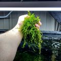 Java Moss Taxiphyllum Barbieri Aquarium Plant. 