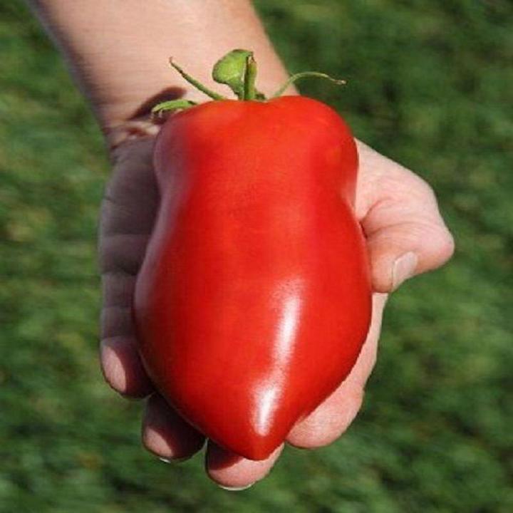 Australian Hybrid Tomato Vegetable Seeds Maximum Production Per Plant is 40kg