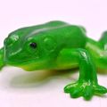 Khanaan Realistic Rubber Frog Toys. 