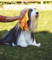 Super Absorbent Multi-Purpose Cleaning Shammy Chamois Towel Cloth - Holds 10X its Weight in Liquid - Machine Washable - Will Not Scratch (8 Pack: 4 Large Orange & 4 Small Blue). 