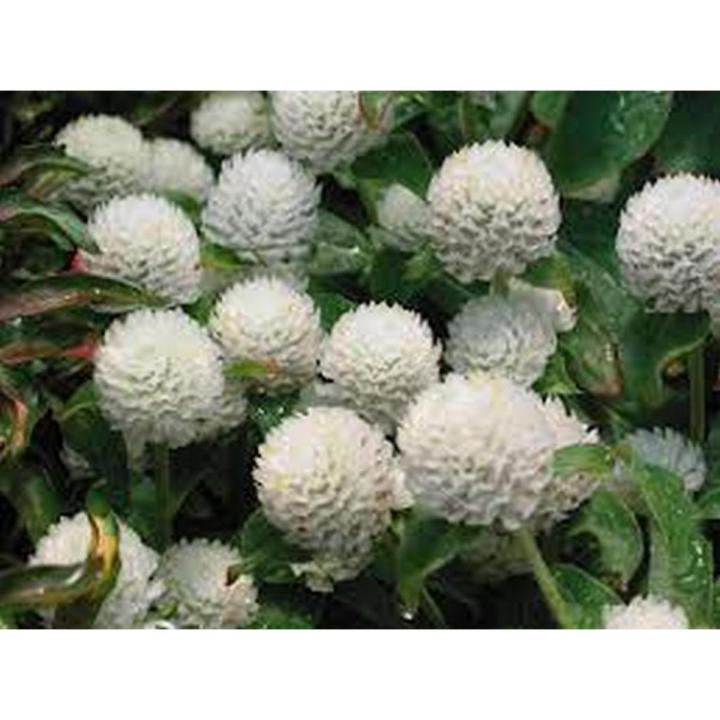 Gomphrena flower seeds WHITE RARE COLOUR | Daraz.pk