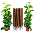 Coconut Plant Stick - 2Ft ( 5Pcs ). 