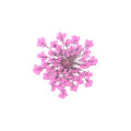 100Pcs Pressed Dried Ammi Majus Flower Epoxy Resin Nail Craft DIY Phone Decor. 