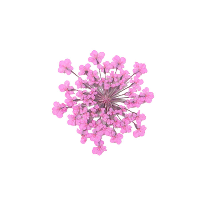100Pcs Pressed Dried Ammi Majus Flower Epoxy Resin Nail Craft DIY Phone Decor