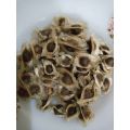 Pack of 10 Moringa Seeds Sohanjna Tree Seeds Plant Flower. 