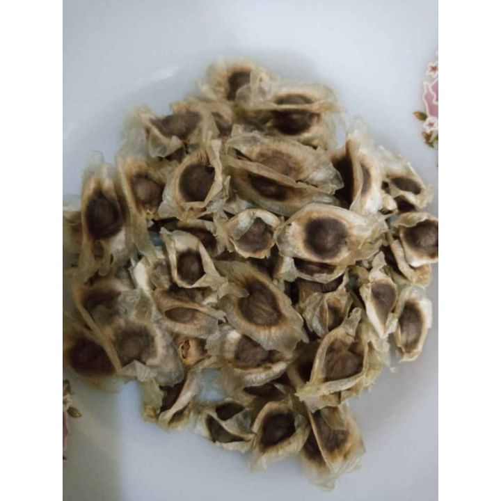 Pack of 10 Moringa Seeds Sohanjna Tree Seeds Plant Flower