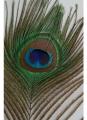 20Pcs Peacock Feather Tail Eye 70Cm-80Cm Height (Natural Original Real). 