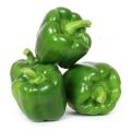 Capsicum (Shimla Mirch) / Sweet Pepper Kitchen Gardening Vegetable Seeds. 
