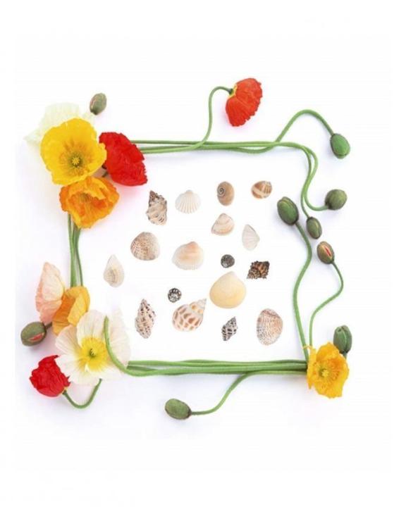 150%20Pcs%20Sea%20Shells%20Mixed%20Ocean%20Beach%20Seashells,%20Various%20Sizes%20-%20Image%206