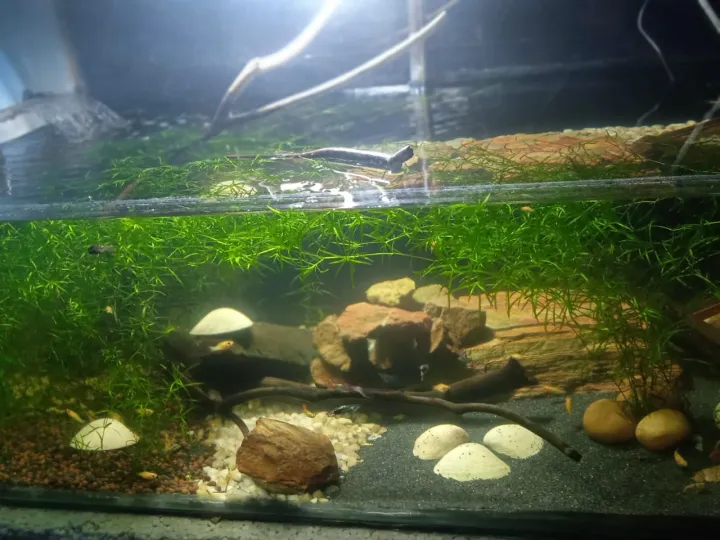 Guppy%20Grass%20/%20Aquarium%20live%20grass%20/%20Najas%20Grass%20Live%20Aquatic%20Aquarium%20Low%20Tec%20Plant%20Bunch%20of%2010%20Stems%20-%20Image%202