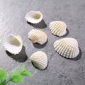 Small Sea Shell White Ocean Scallop Natural Sea Shells Mini Seashells, Approximate Size : 1 x 0.9 x 0.4 Inches. 