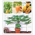 Bonsai Papaya Tree Seeds. 